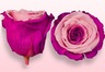 Roses conservées – Rose & rose foncé