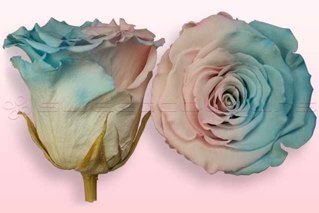 Rosas preservadas Rosa y azul pastel