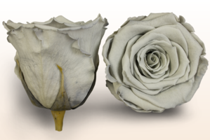 Preserved roses Grey