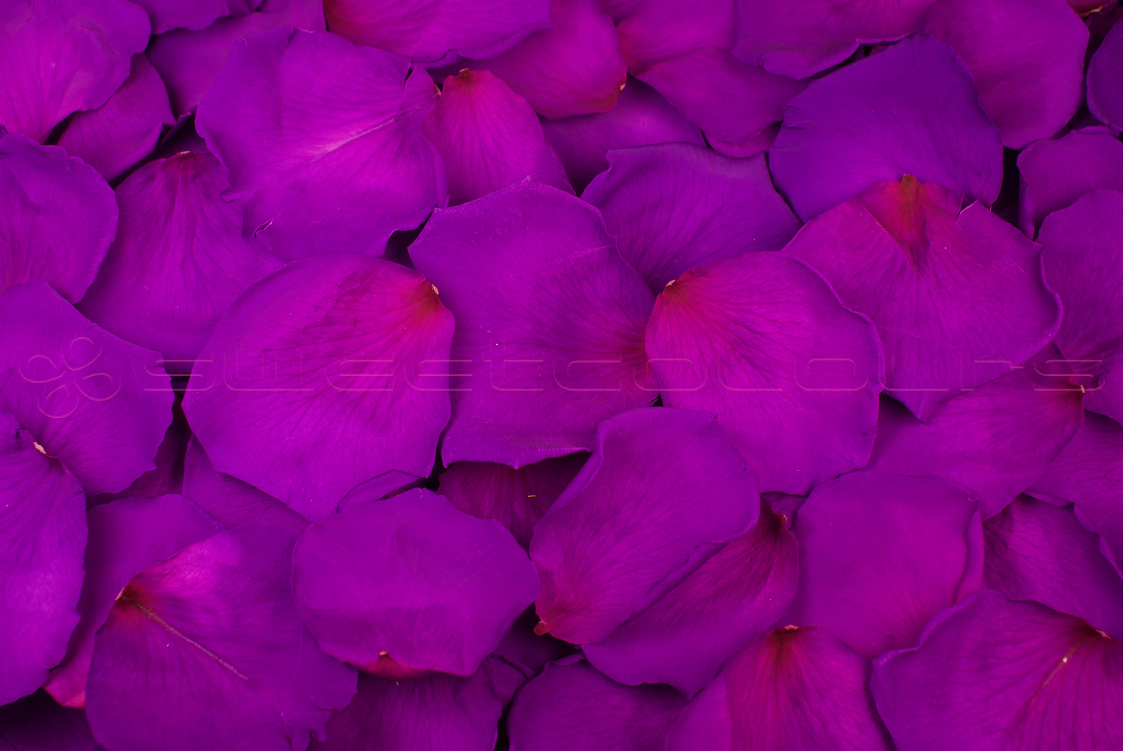 Pétalos de rosa preservados Púrpura