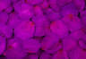 Pétalos de rosa preservados Púrpura
