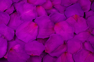 Preserved rose petals Violet pink