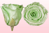 Rosas preservadas de color Satín verde menta