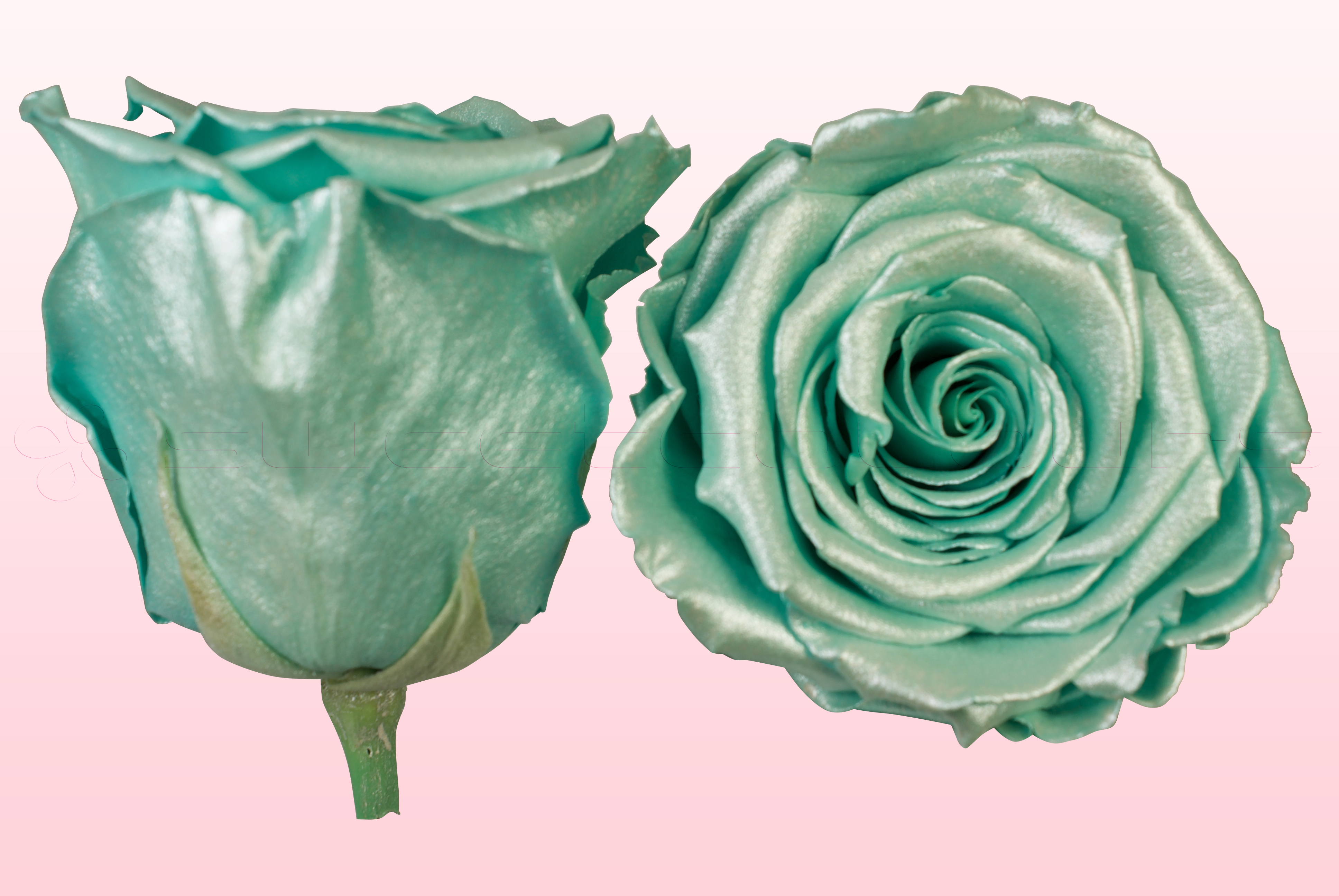 Roses conservées Satin turquoise