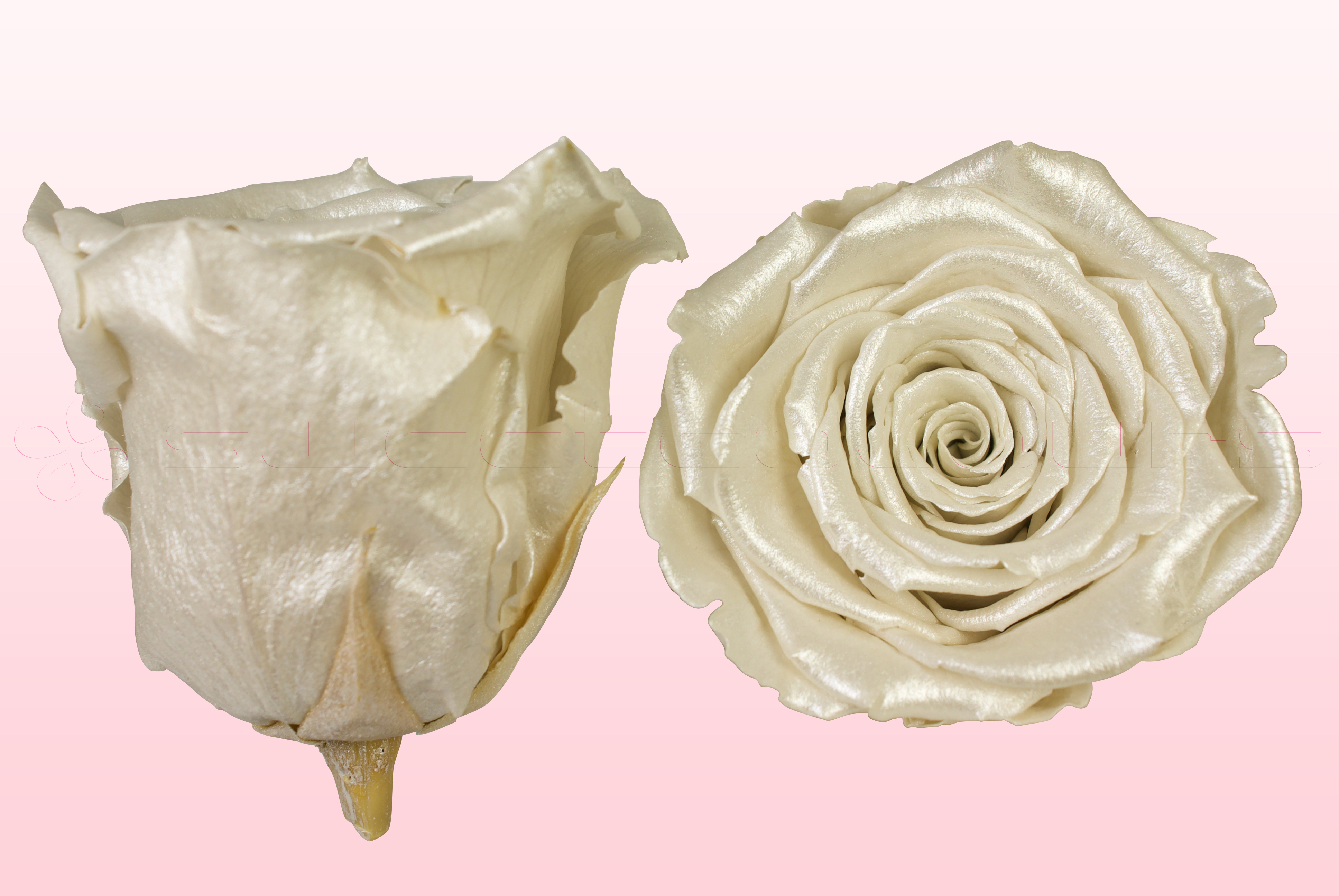 Preserved roses Satin white