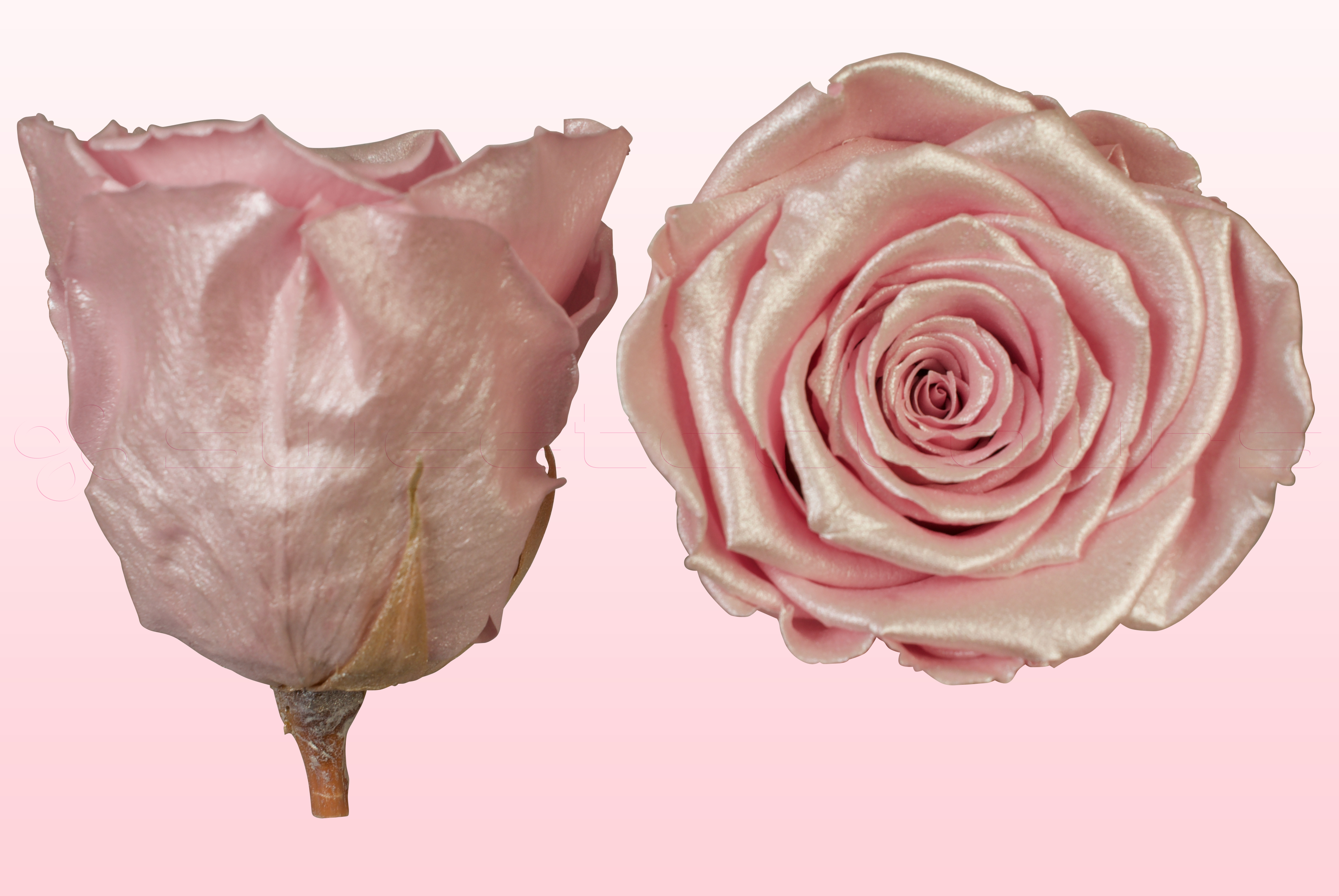 Rosas preservadas Satín rosa claro