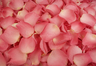 Petali di rosa liofillizzati di colore Rosa dolce