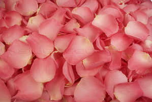 Petalos de Rosa Liofilizados de color Rosa dulce