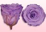 Geconserveerde rozen Lavendel pastel