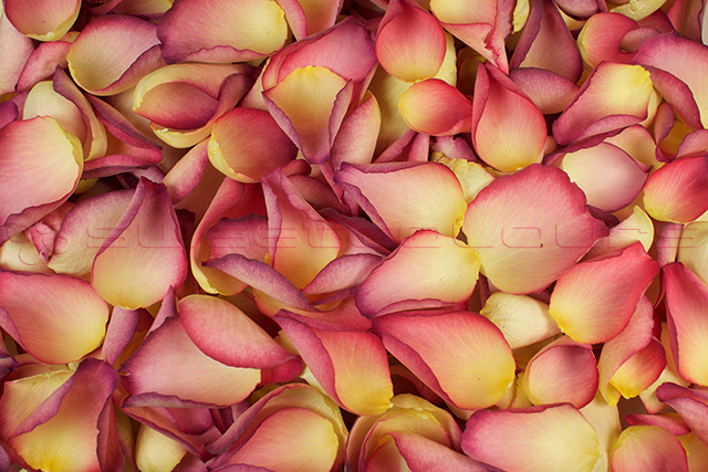 Petali di rosa liofillizzati di colore Rosa acceso.