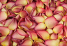 Gefriergetrocknete Rosenblätter Glühend Pink