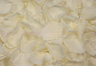 Pétales de roses conservés de couleur blanc