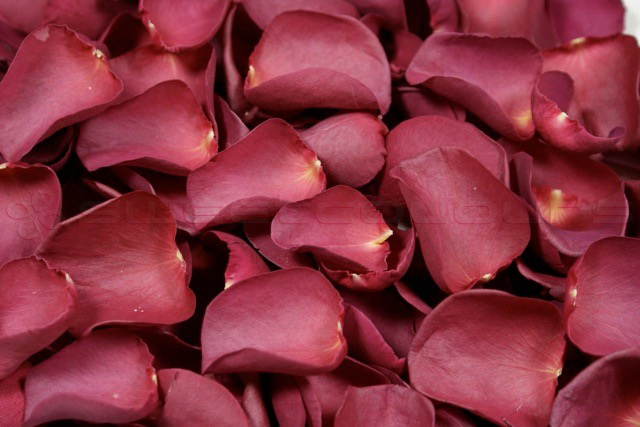 Gefriergetrocknete Rosenblätter Magenta
