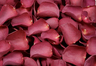 Petali di rosa liofillizzati di colore Vinaccia