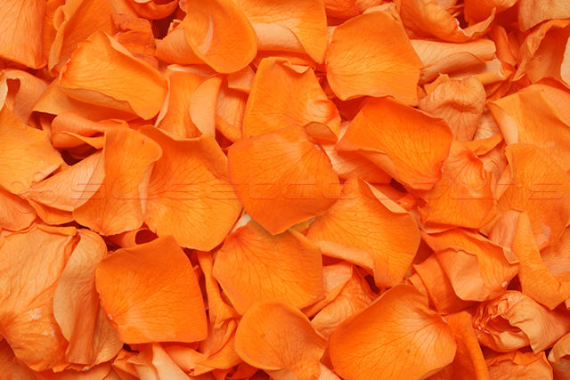 Pétalos de rosa preservados de color naranja