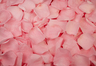 Pétalos de rosa preservados de color Rosa claro