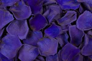Pétales de roses conservés de couleur bleu foncé