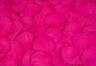 Konservierte Rosenblätter in der Farbe Fuchsia