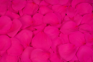 Konservierte Rosenblätter in der Farbe Fuchsia