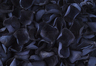 Konservierte Rosenblätter in der Farbe Schwarz