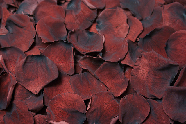 Petali di Rosa Stabilizzata di colore cioccolato