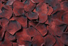 Konservierte Rosenblätter in der Farbe Schokolade