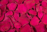Konservierte Rosenblätter in der Farbe Magenta Dunkel