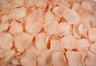 Pétalos de rosa preservados de color Salmón