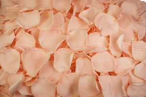 Pétales de roses conservés de couleur saumon