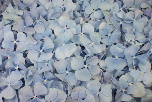 Freeze Dried Rose Petals, Confetti And Preserved Roses & Rose Petals