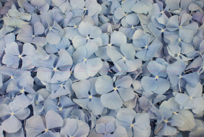 Hortensienblätter in der Farbe Hellblau