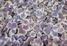 Pétalos de hortensia de color lila y blanco