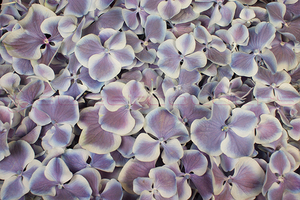 Pétalos de hortensia de color lila y blanco