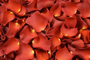 Frystorkade rosenblad Ljusröd