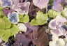 Pétalos de hortensia de color mezcla