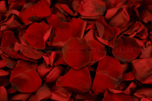 Konservierte Rosenblätter Dunkelrot