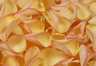 Gefriergetrocknete Rosenblätter Goldgelb mit Pink