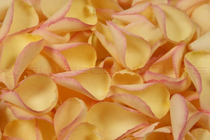 Gefriergetrocknete Rosenblätter Goldgelb mit Pink