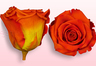 Geconserveerde rozen Oranje-geel