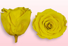 Preserved roses Yellow