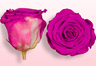 Konservierte Rosen Tiefrosa-Weiß