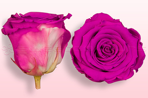 Rose stabilizzate Rosa intenso-bianco