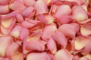 Petalos De Rosa Liofilizados De Color Rosa Bébé