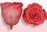 Konservierte Rosen Lachsrosa-Weiß
