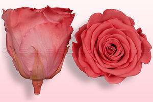 Konservierte Rosen Lachsrosa-Weiß