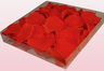 Confezione da 1 litro con petali di rosa stabilizzata di colore arancione. 