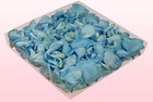 Final check 1 litre box preserved baby blue rose petals