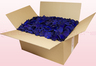 Boîte de 24 litres pétales de roses conservés couleur bleu foncé