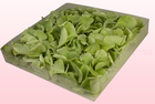 Final check freeze dried hydrangea petals  1 litre box  green  sweet colours