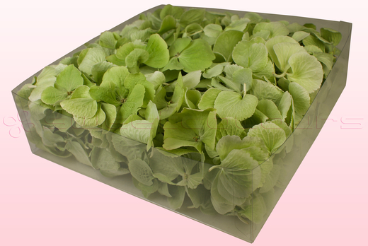 Emballage 2 litres pétales d'hortensias de couleur vert 